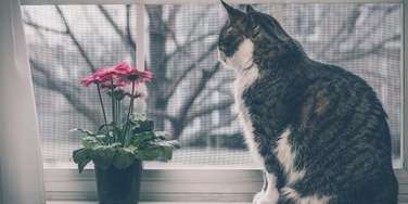 металлическая сетка pet screen в Пушкино
